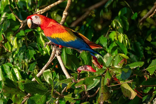 Scarlet macaws in a tree at Uvita Beach, Costa Rica