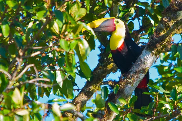 Black-mandibled toucan in a tree, Costa Rica