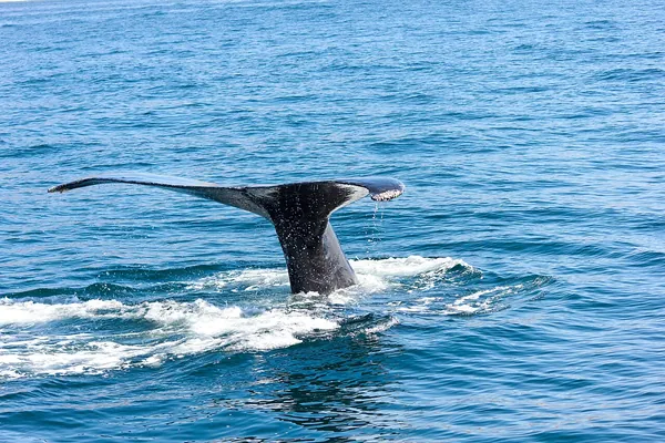 Whale tail above the water off Los Cabos