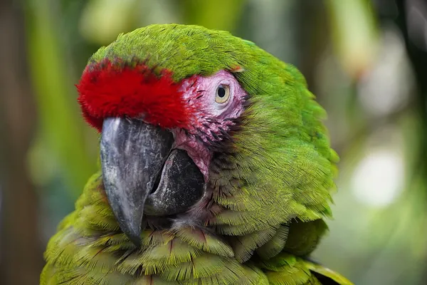 Great green macaw close up, Riviera Maya