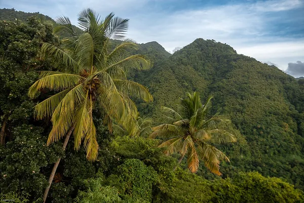 Gros and Petit Pitons above green rainforest, Saint Lucia